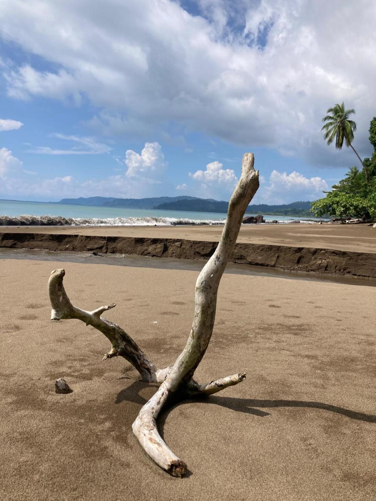 Corcovado & Drake Inn Drake Bay ภายนอก รูปภาพ