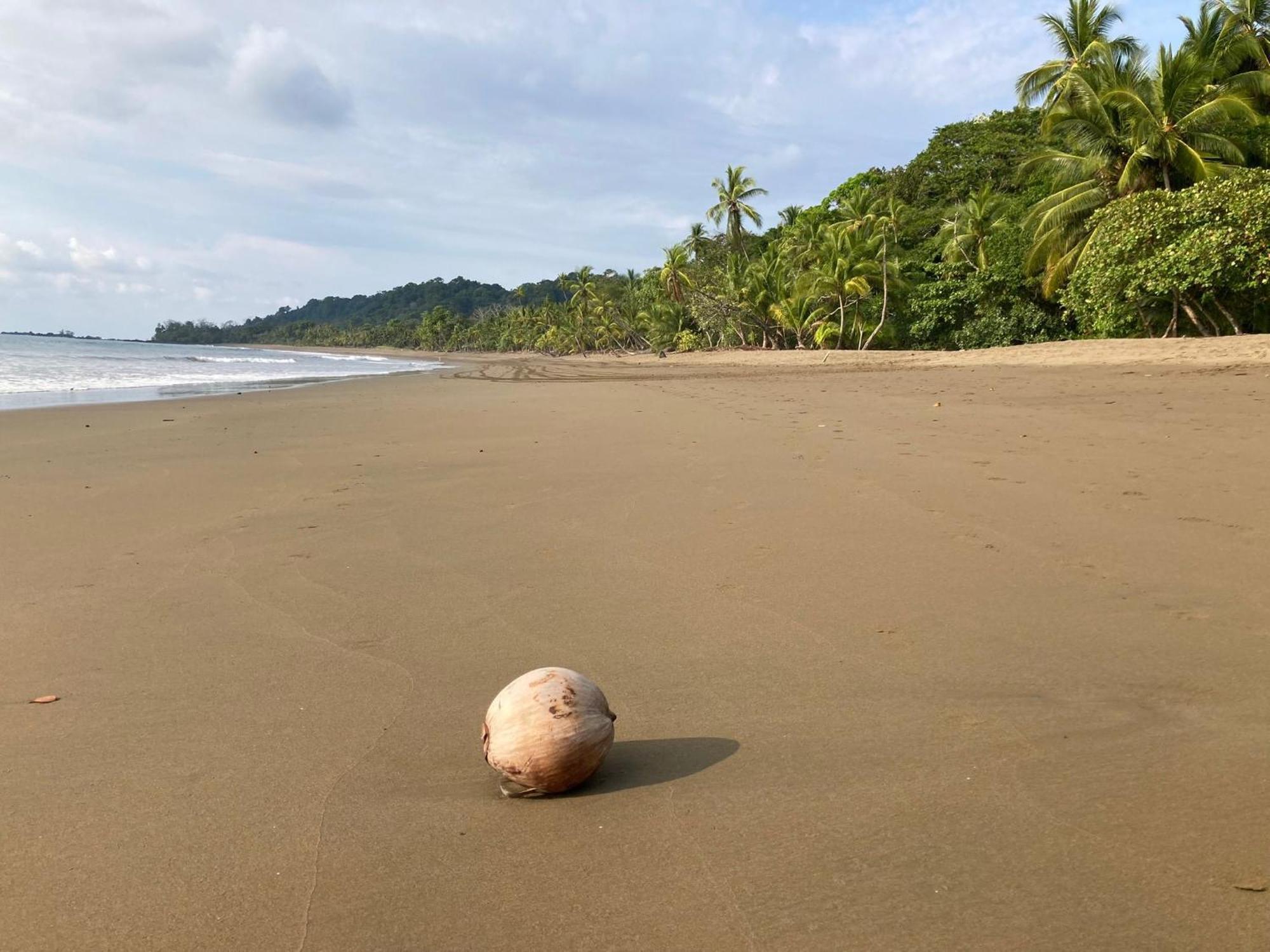 Corcovado & Drake Inn Drake Bay ภายนอก รูปภาพ