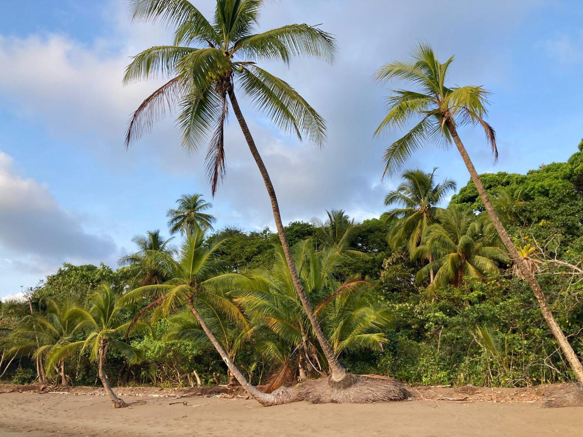 Corcovado & Drake Inn Drake Bay ภายนอก รูปภาพ